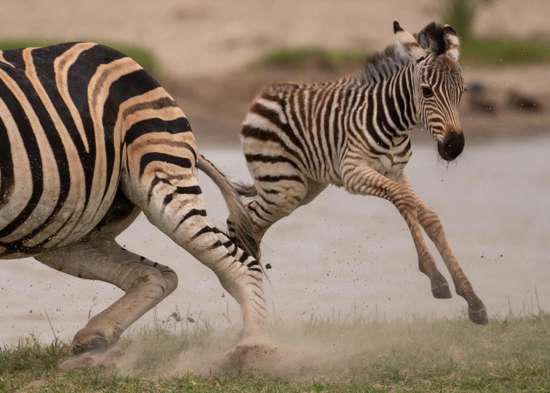 Baby Zebra, Makgadikgadi Pan, Botswana (2020)