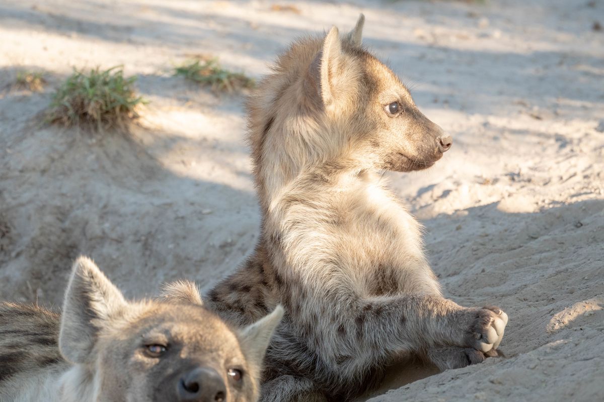 Spotted Hyena, Khwai, Botswana (2019)