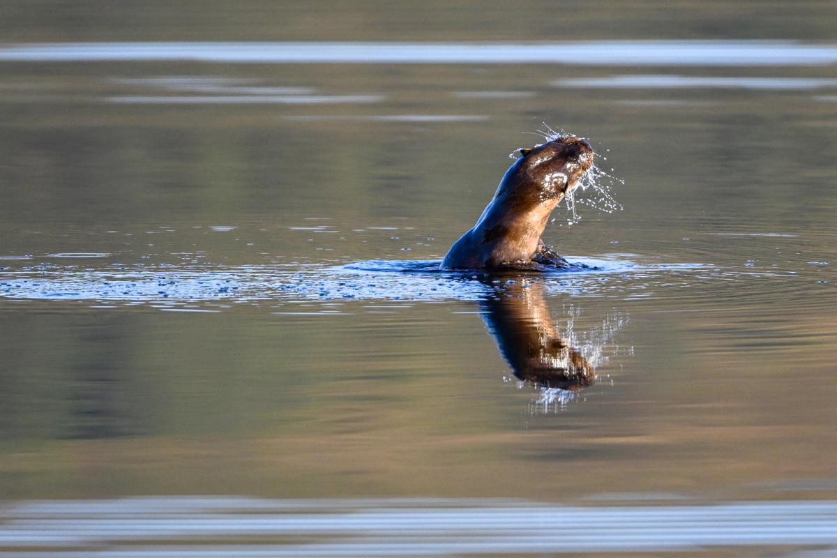 Otter Fishing