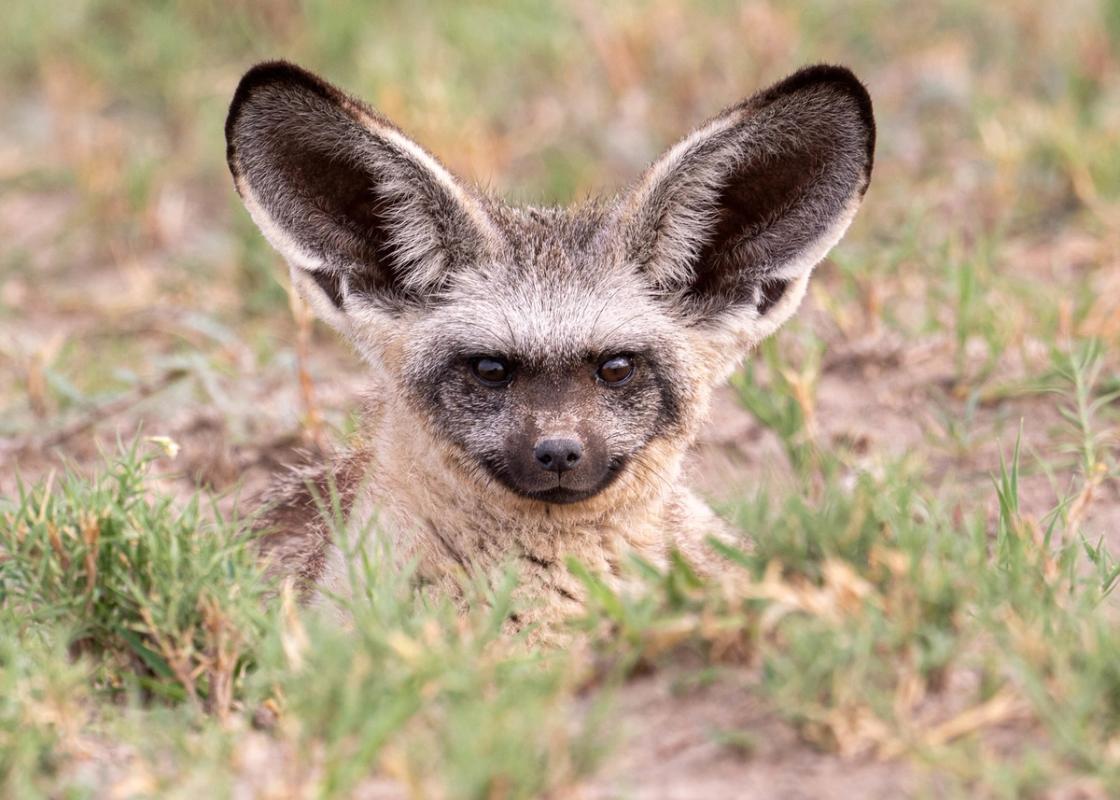 Bat-eared fox, Nxai Pan, Botswana (2020)