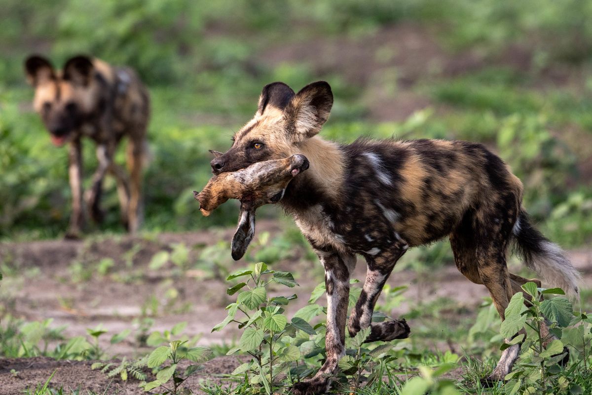 Wild dog, Linyanti, Botswana (2019)