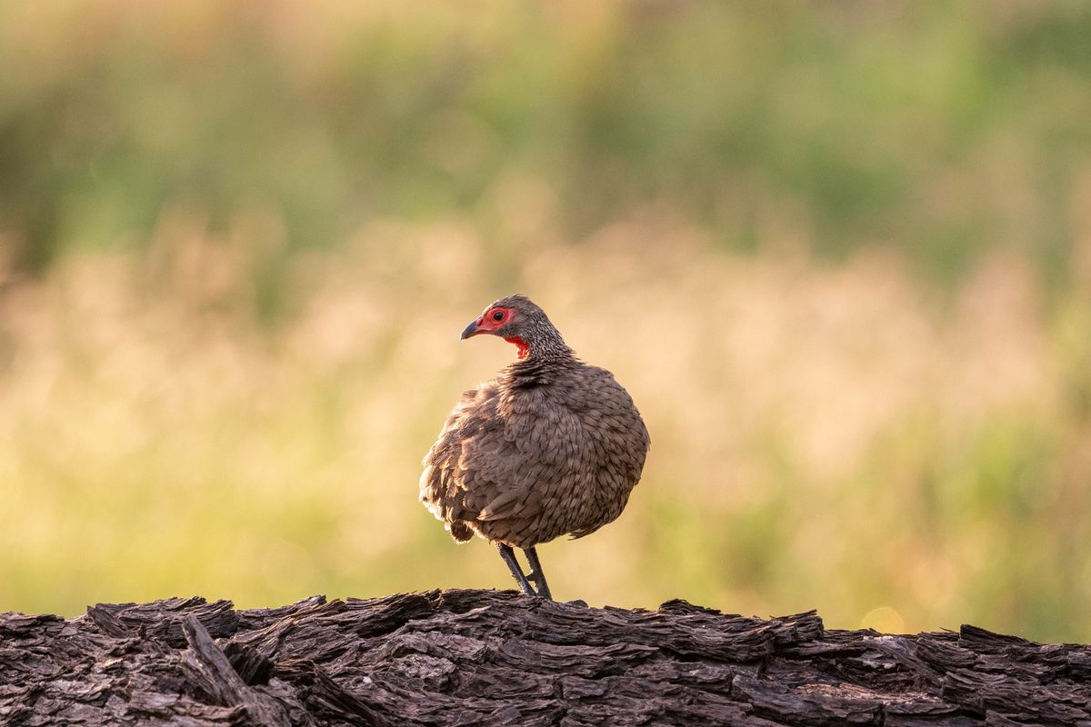 Red-necked Francolin, Khwai, Botswana (2019)