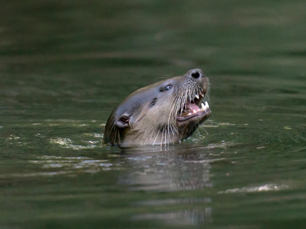 Otter, Mendocino, California, USA (2015)