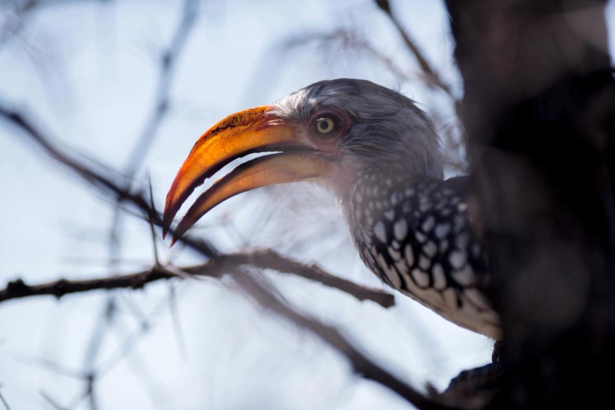 Hornbill, Hwange National Park, Zimbabwe (2014)