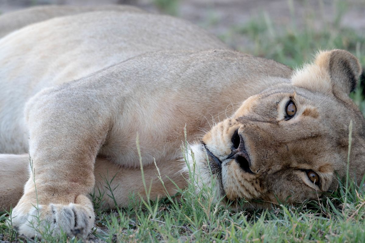 Lioness, Nxai Pan, Botswana (2020)