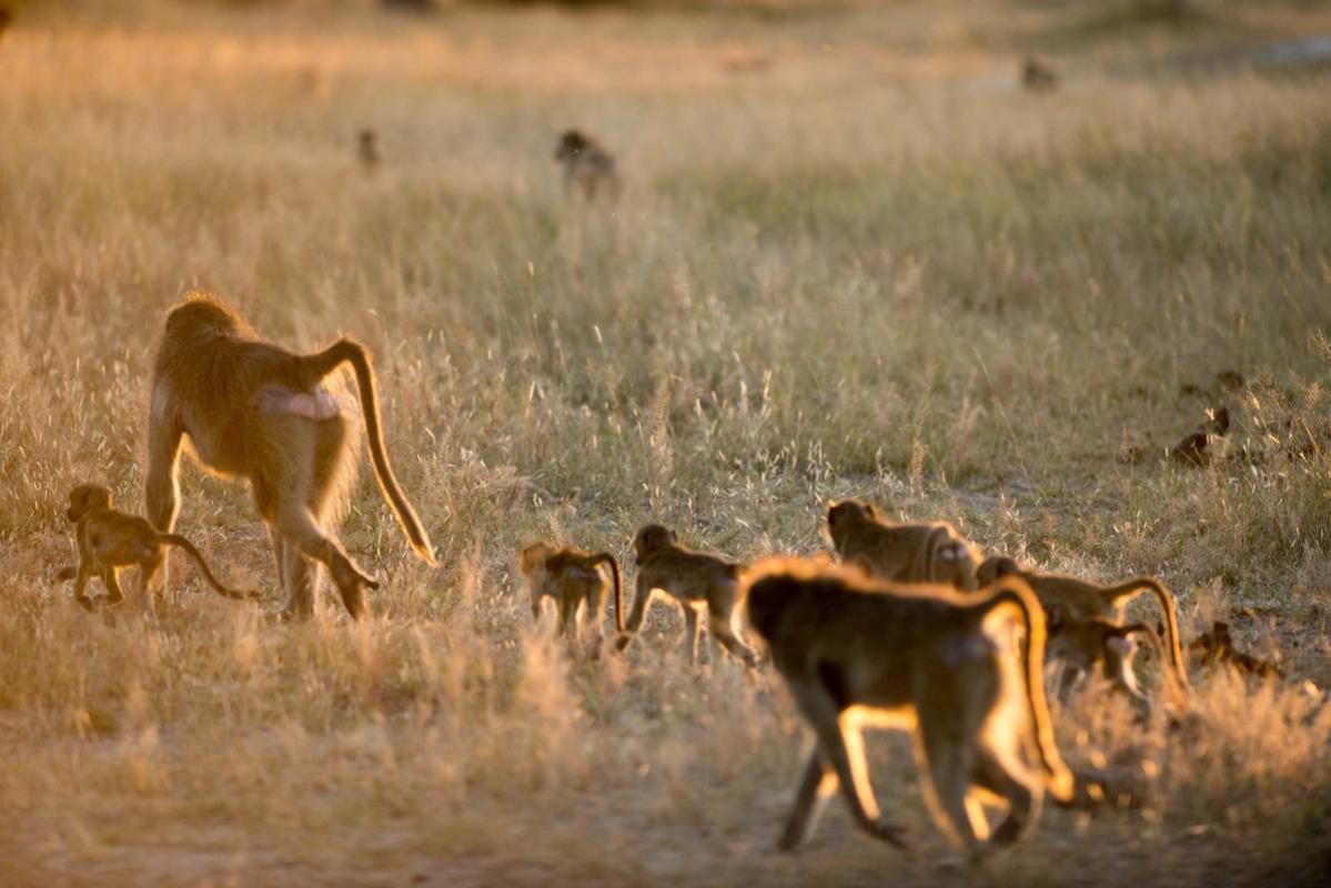 Baboon Troop, Hwange National Park, Zimbabwe (2014)