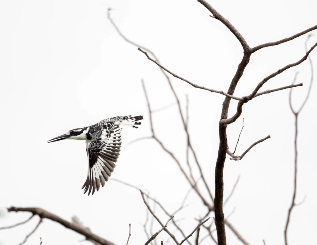 Pied Kingfisher, Khwai, Botswana (2020)