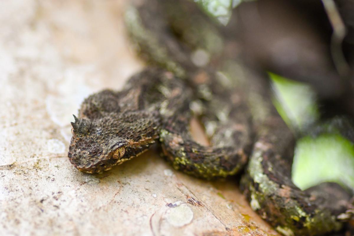 Eyelash Viper, Arenal, Costa Rica (2017)