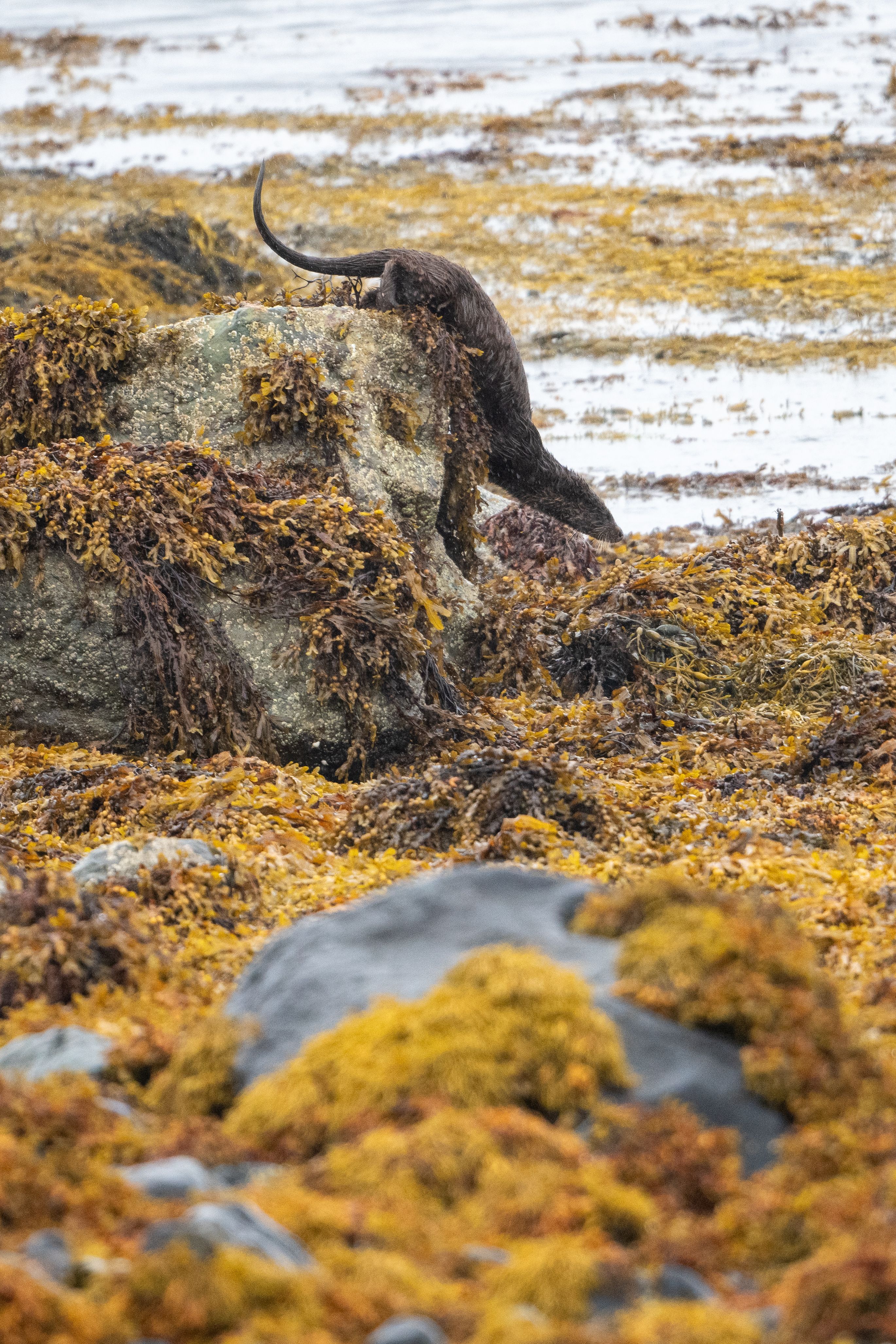 Otter Climbing Down