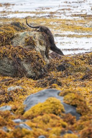 Otters (Isle of Mull)