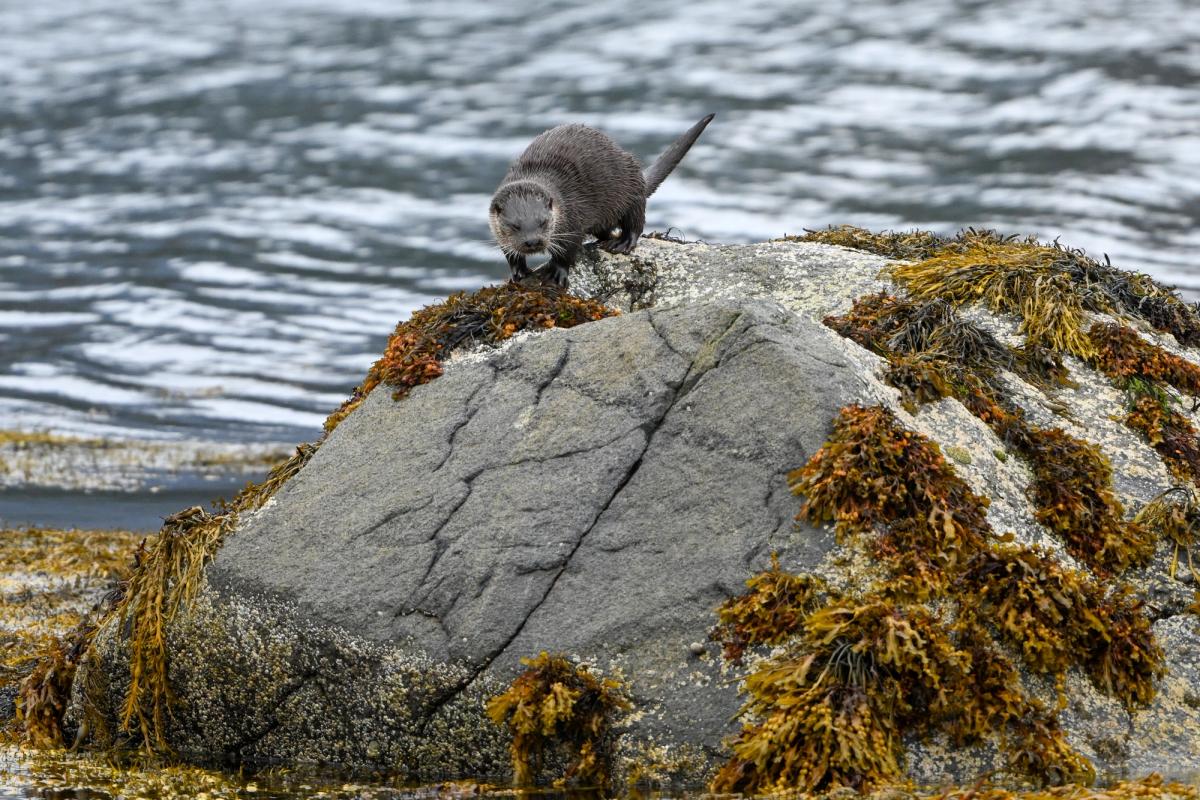 Otter Sprainting