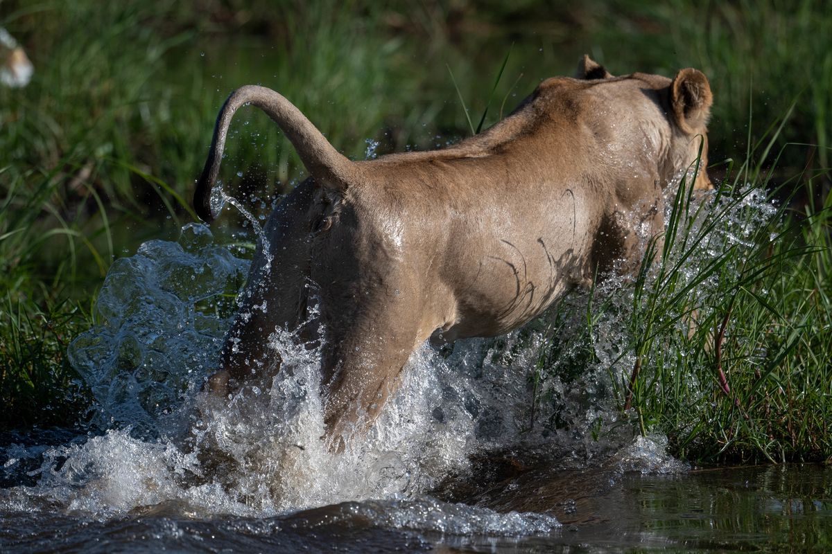 Lioness, Khwai, Botswana (2019)