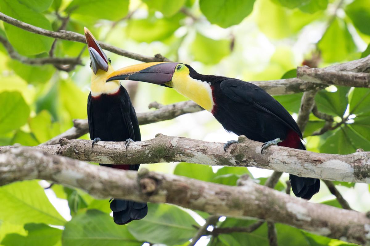 Toucans, Osa Peninsula, Costa Rica (2017)