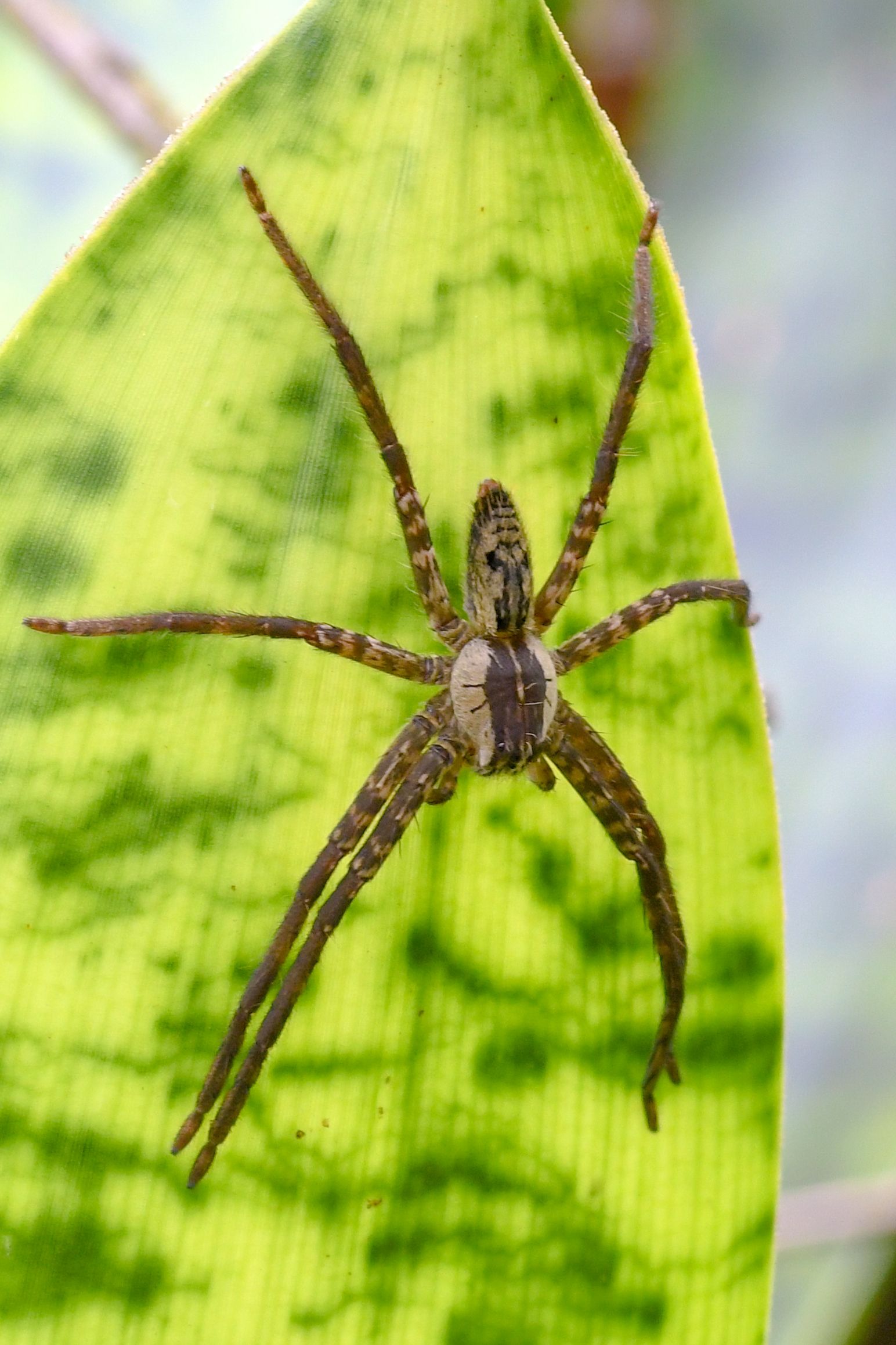 Tarantula, Arenal, Costa Rica (2017)