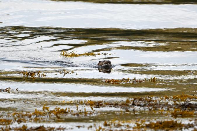 Otters (Isle of Mull)