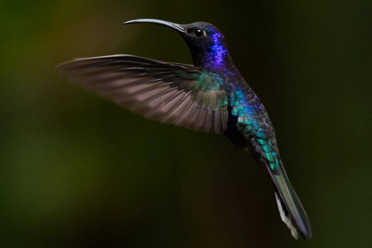 Violet sabrewing, Monteverde, Costa Rica (2017)