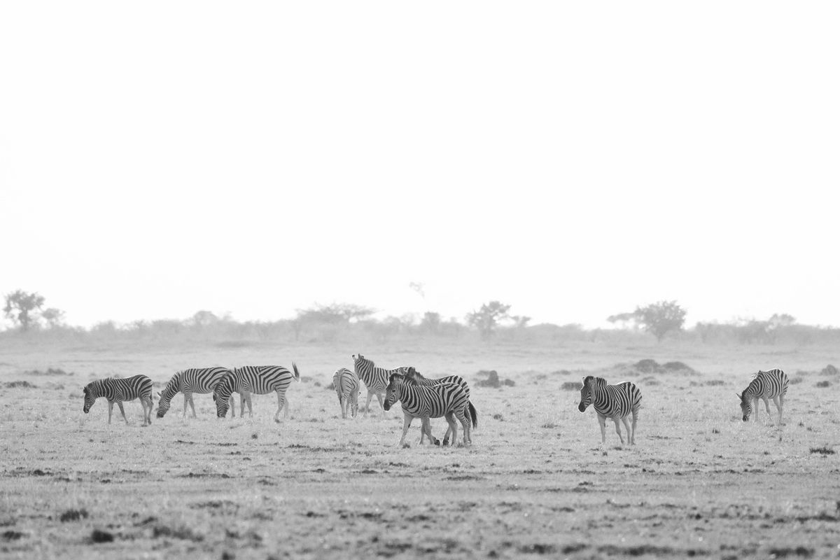 Zebra migration, Makgadikgadi Pan, Botswana (2020)