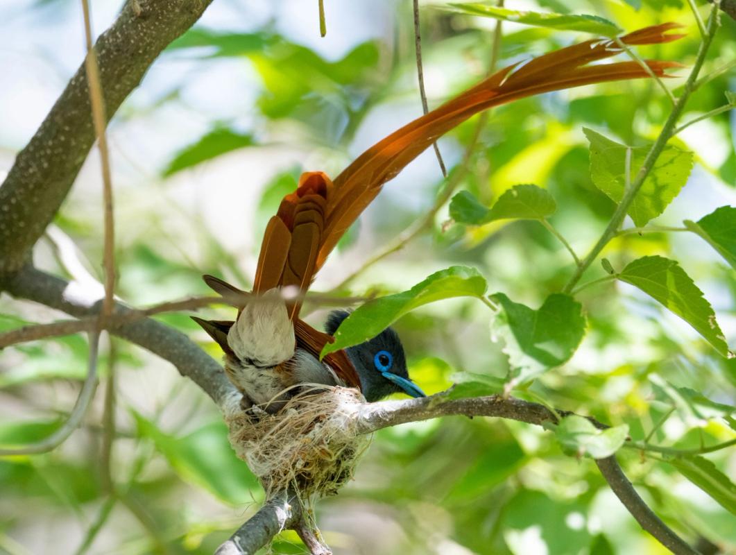 Paradise Fly Catcher, Khwai, Botswana (2019)