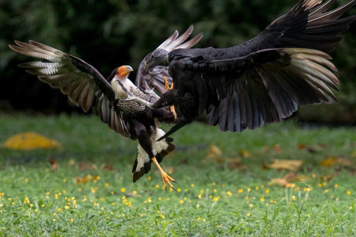 Crested Caracara and Vulture Osa Peninsula Costa Rica (2017)