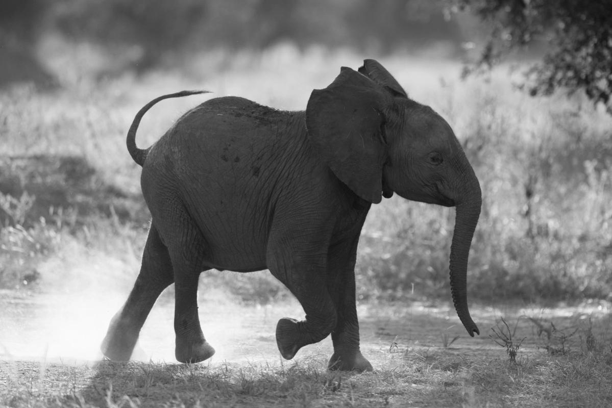 Baby Elephant, Mana Pools, Zimbabwe (2014)