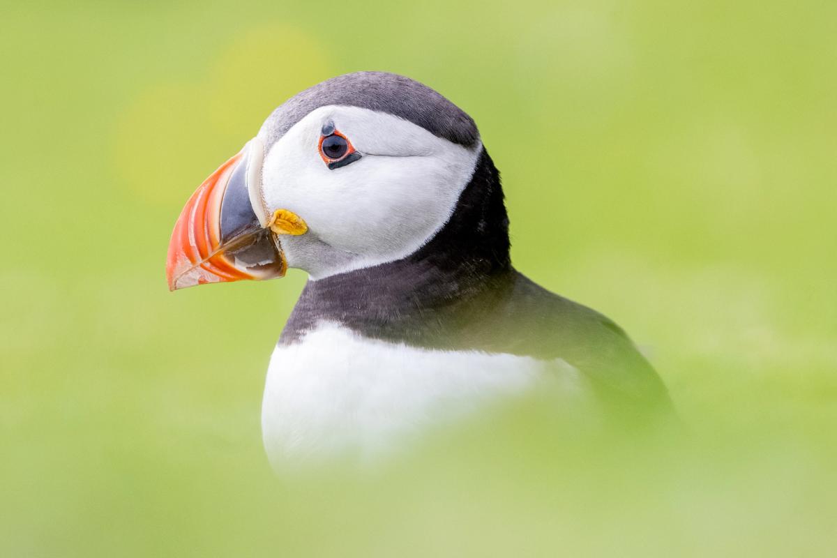 Puffin Portrait, Shetland Isles UK (2021).jpg