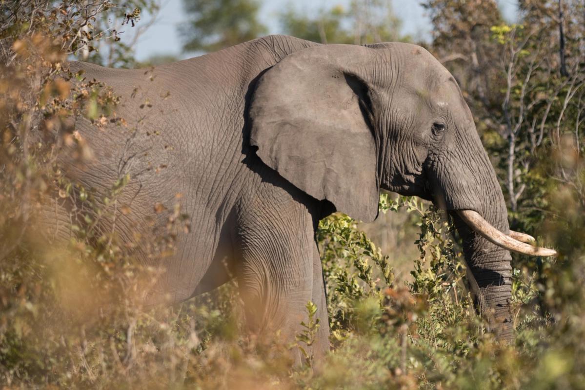 Elephant, Hwange National Park, Zimbabwe (2014).jpg