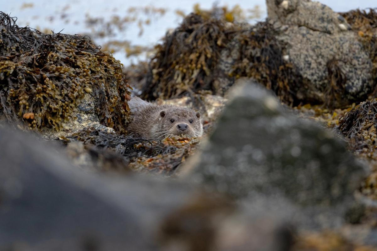 Otter, Shetland Isles, UK (2021)