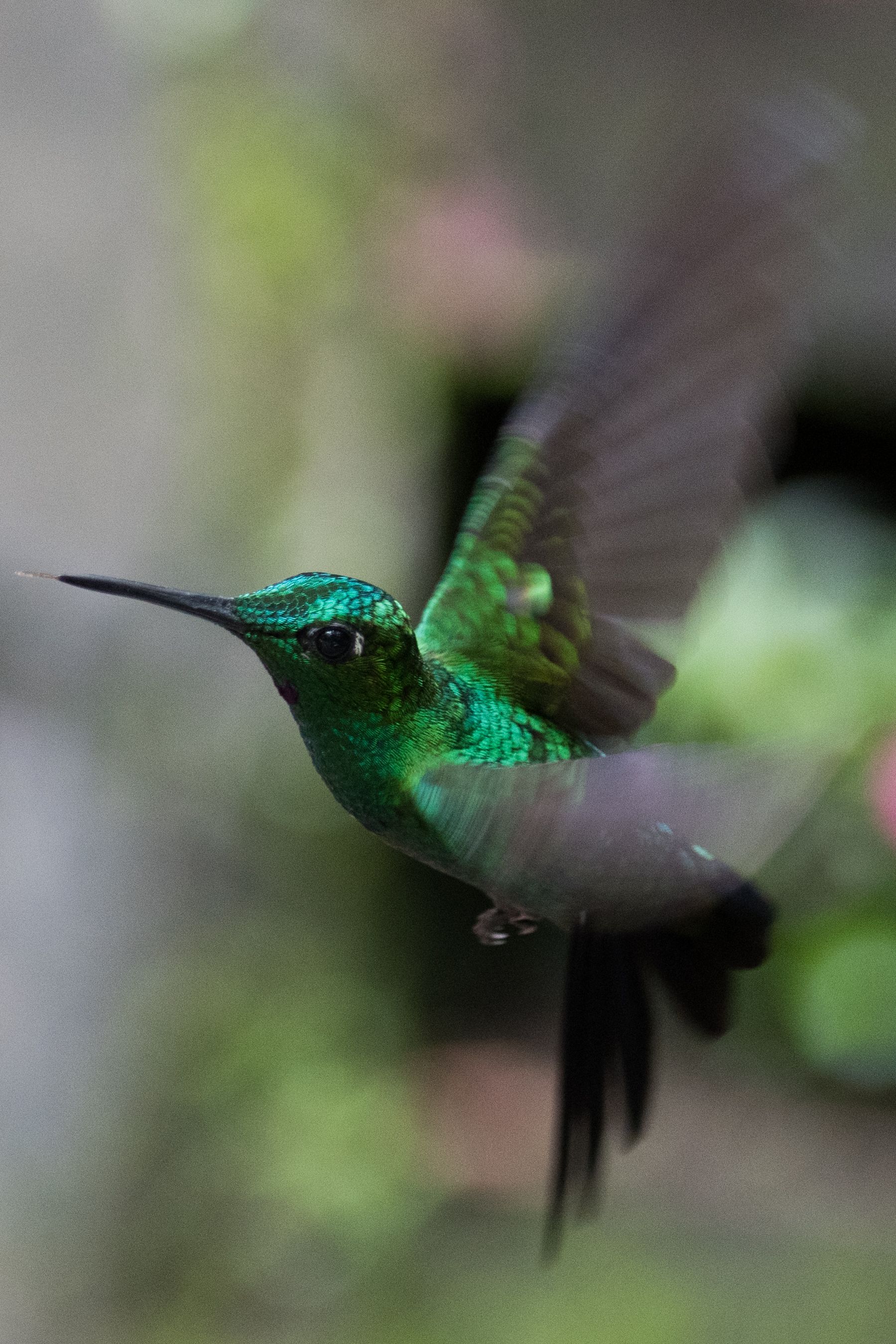 Green Crowned Brilliant Hummingbird, Monteverde, Costa Rica (2017)