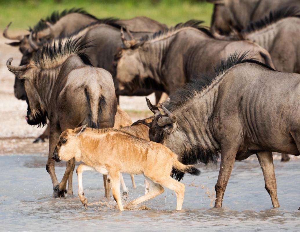 Wildebeest, Nxai Pan, Botswana (2020)