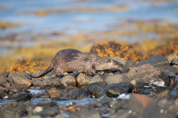 Otters (Isle of Mull)