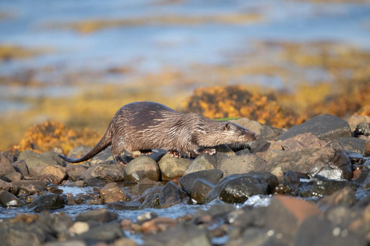 Otter by Stream