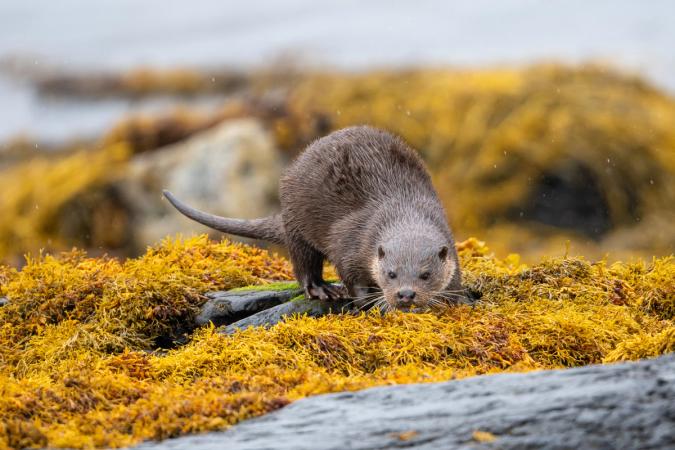 Otters (Isle of Mull)