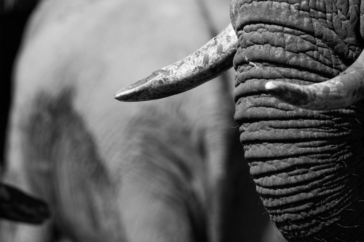 Elephants Hwange National Park Zimbabwe (2014).jpg