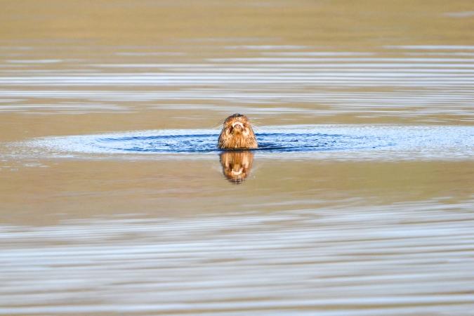 Otters (Isle of Mull)