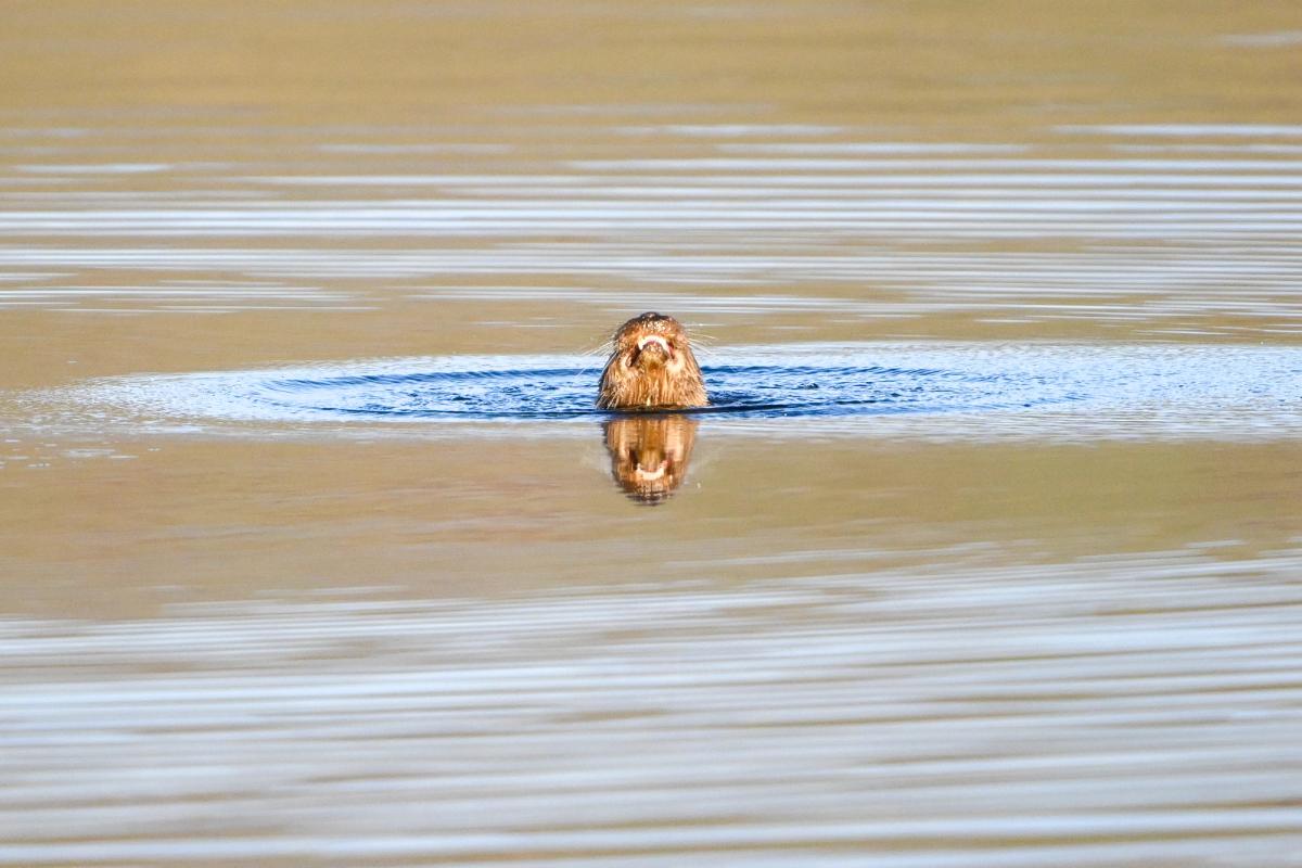 Otter Reflection