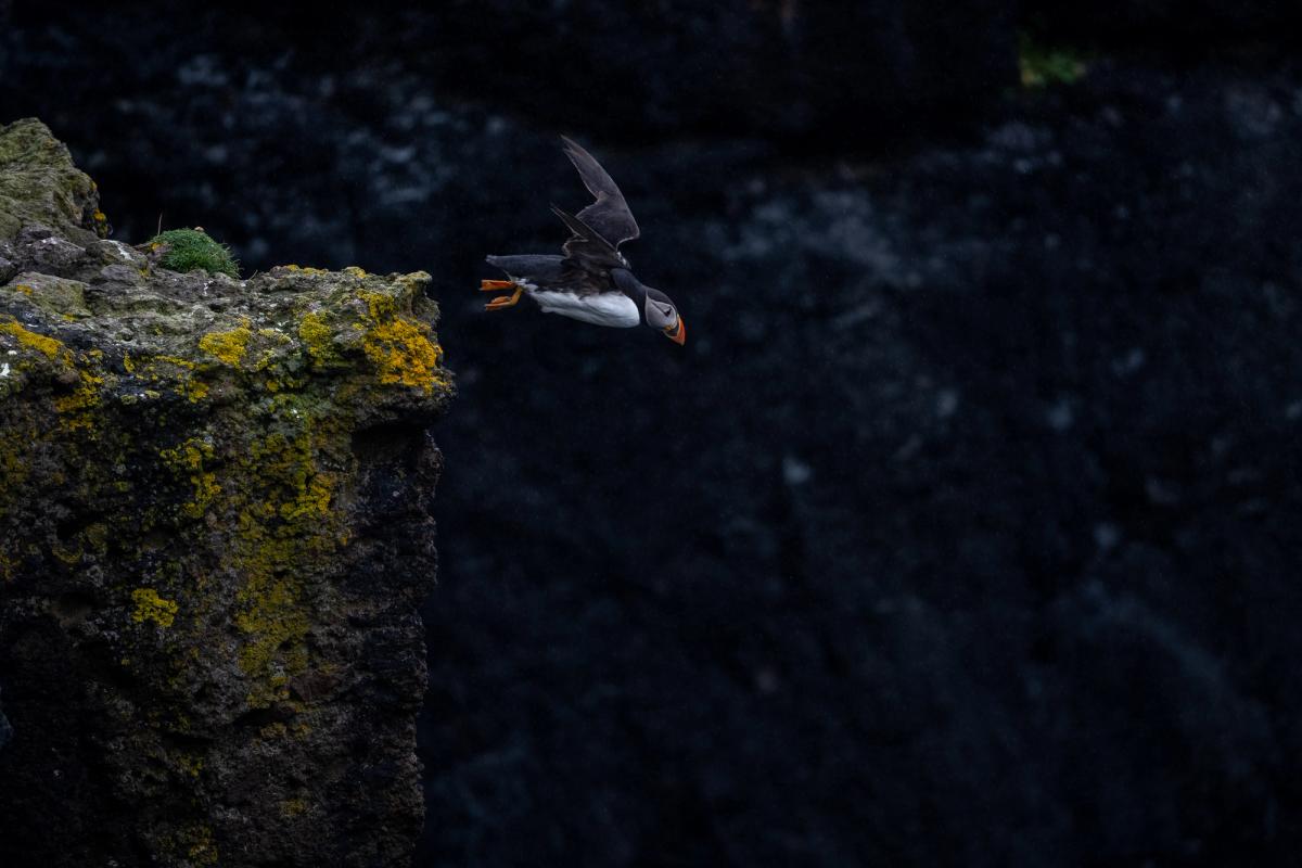 Puffin Jump, Shetland Isles, UK (2021)