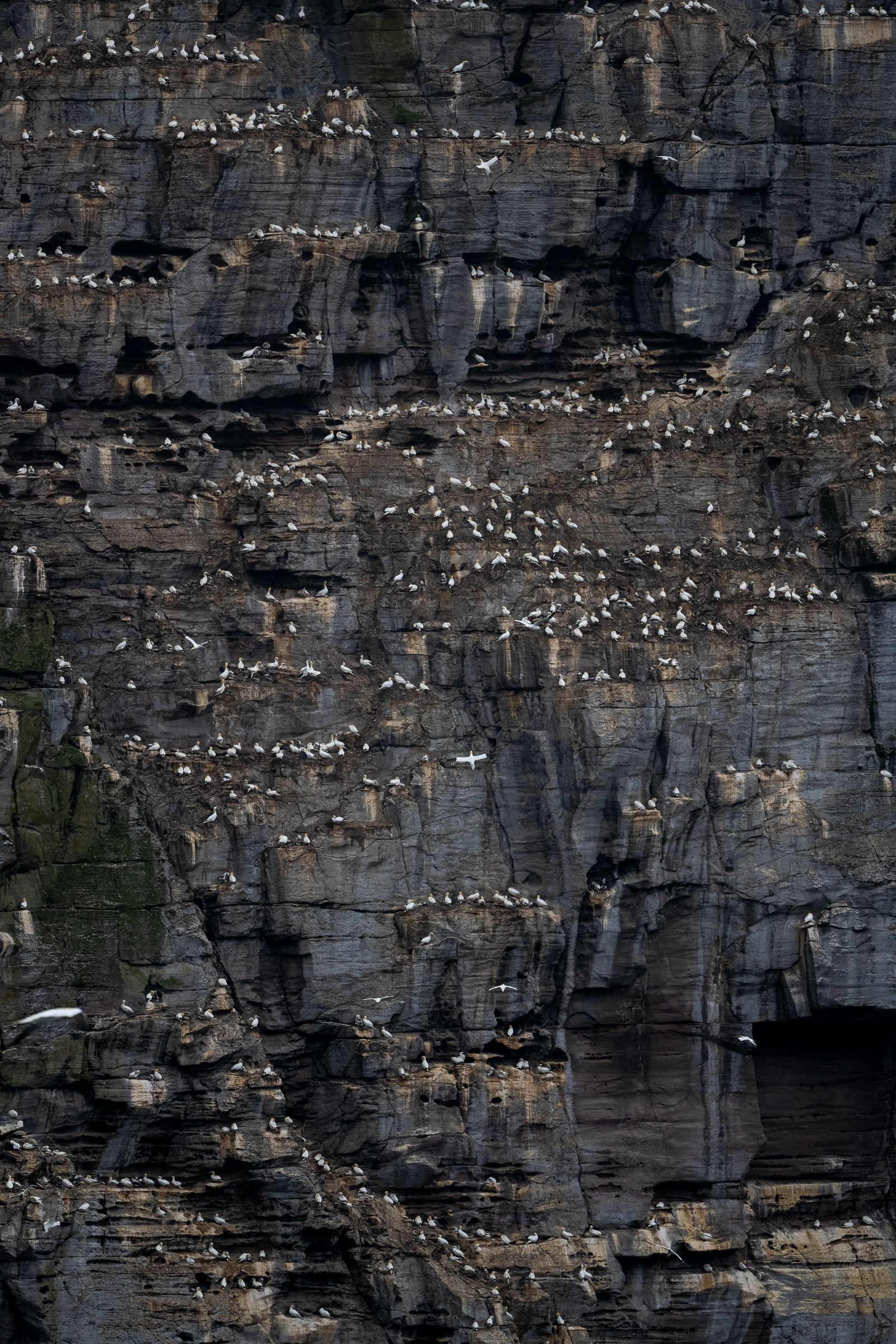 Gannets, Shetland Isles, UK (2021)