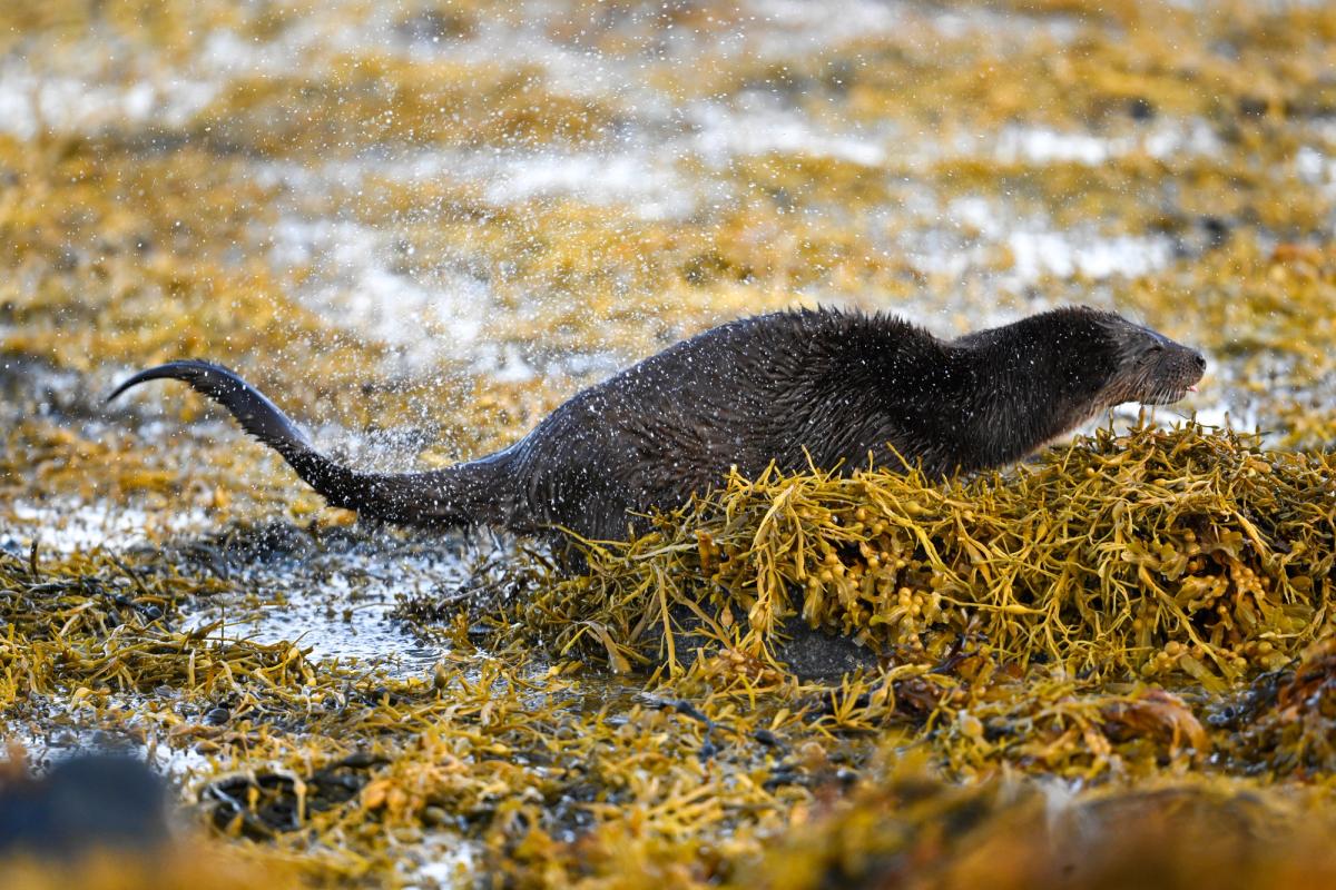 Otter Shaking Water Off Mull