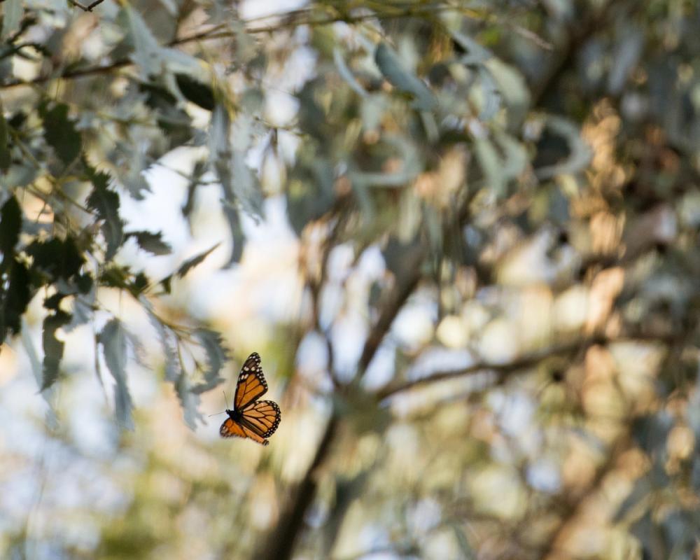 Monarch Butterfly, Santa Cruz, California, USA (2015)