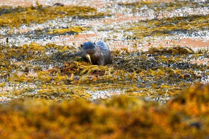 Otters (Isle of Mull)