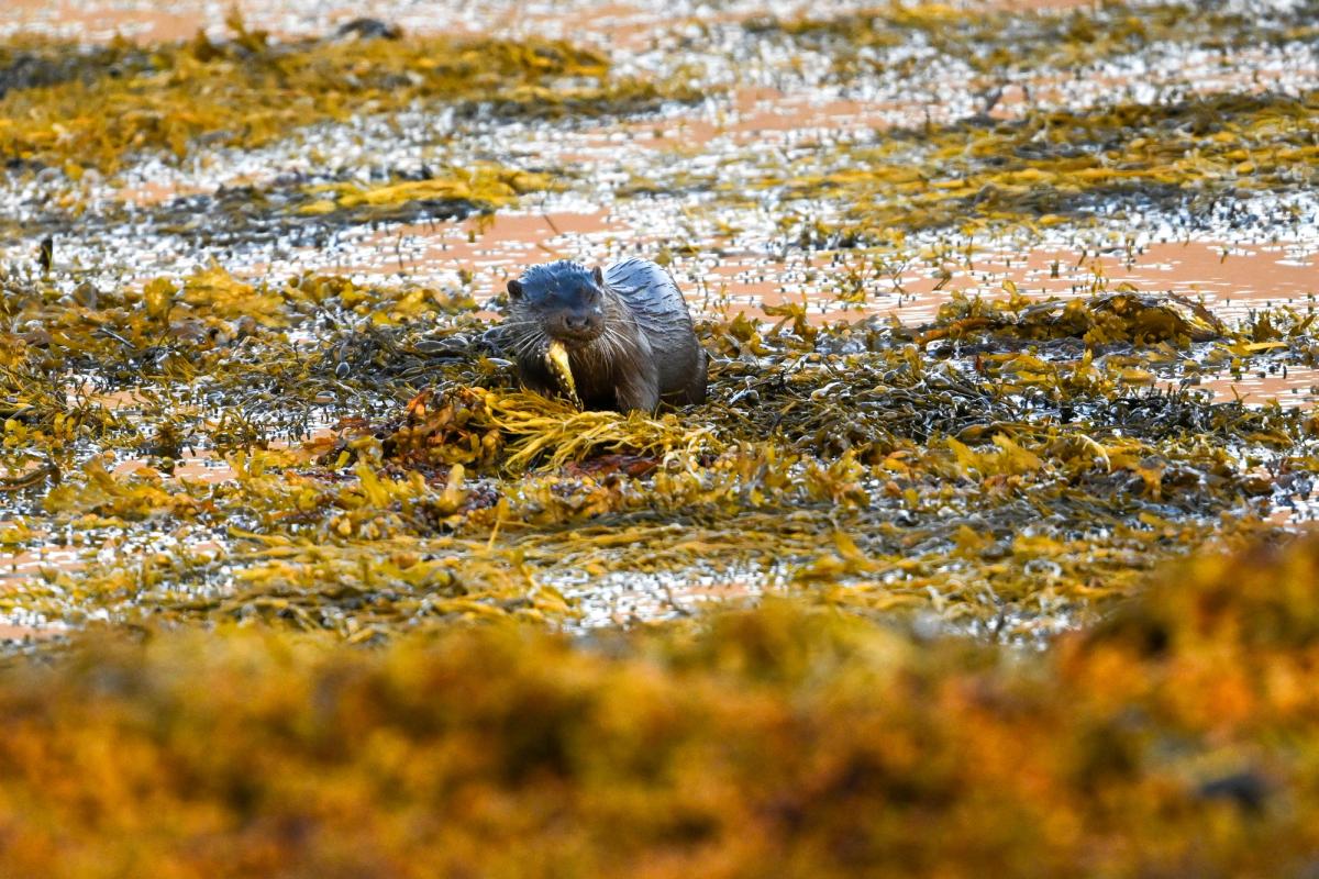 Otter with fish