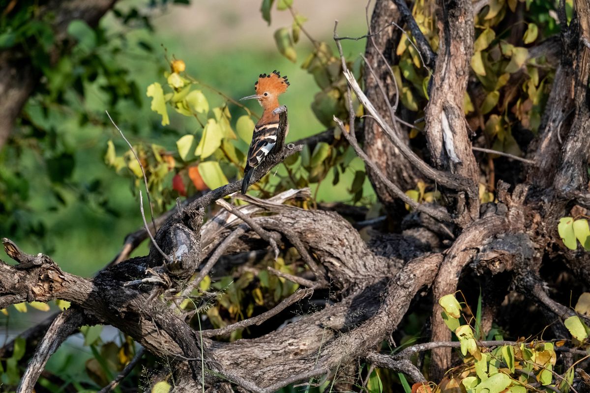 Hoopoe, Khwai, Botswana (2019)