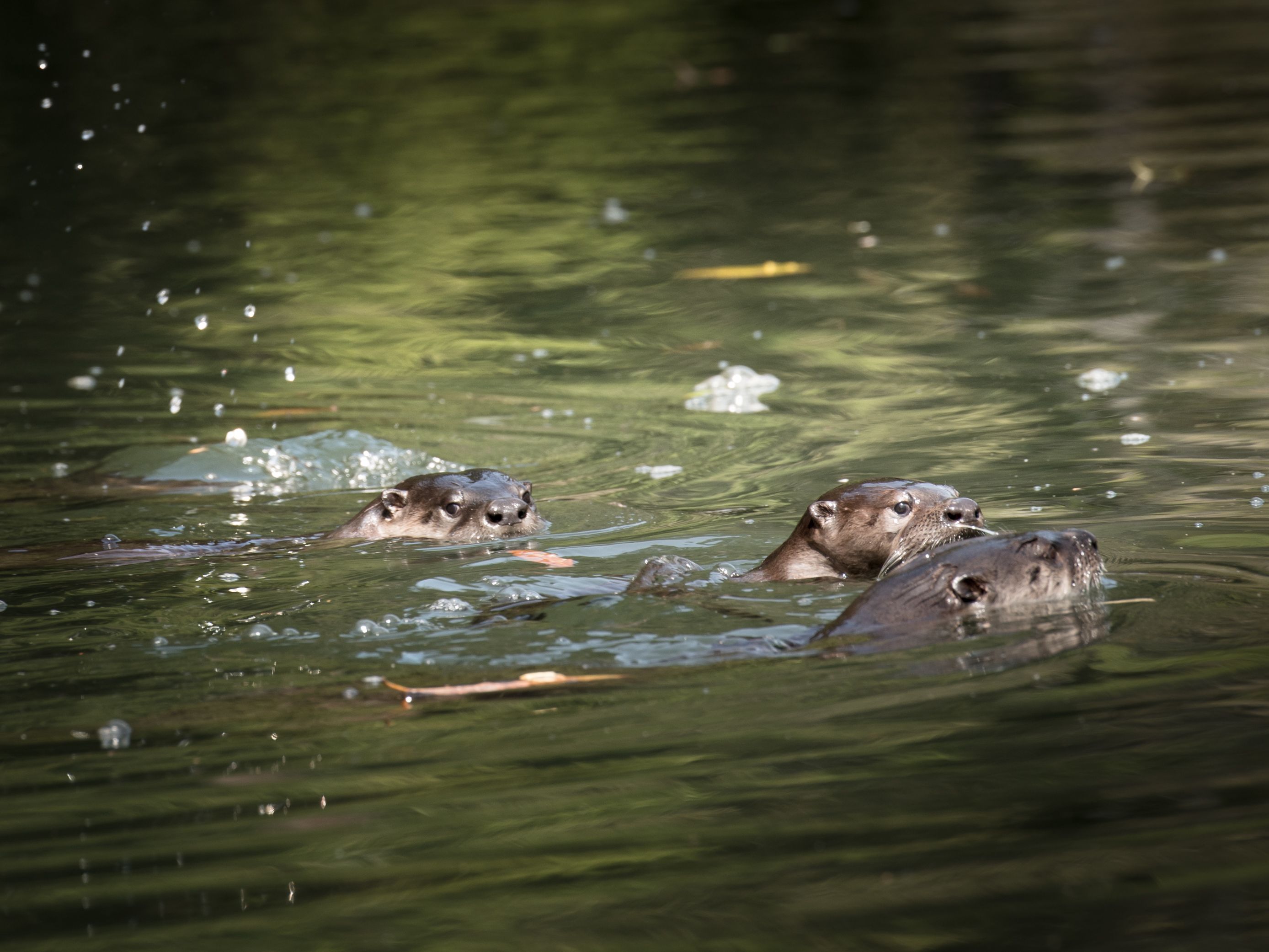 Otters, Mendocino, California, USA (2015)
