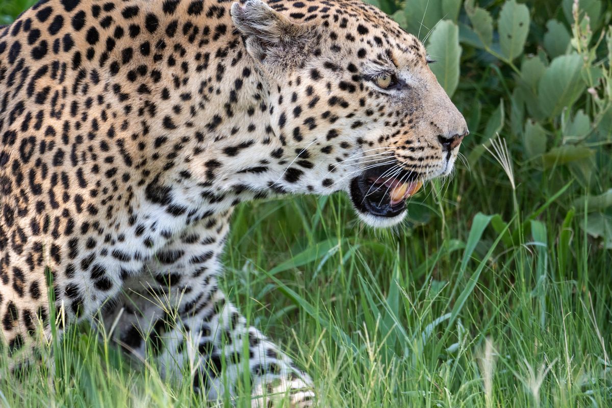 Leopard, Khwai, Botswana (2019)