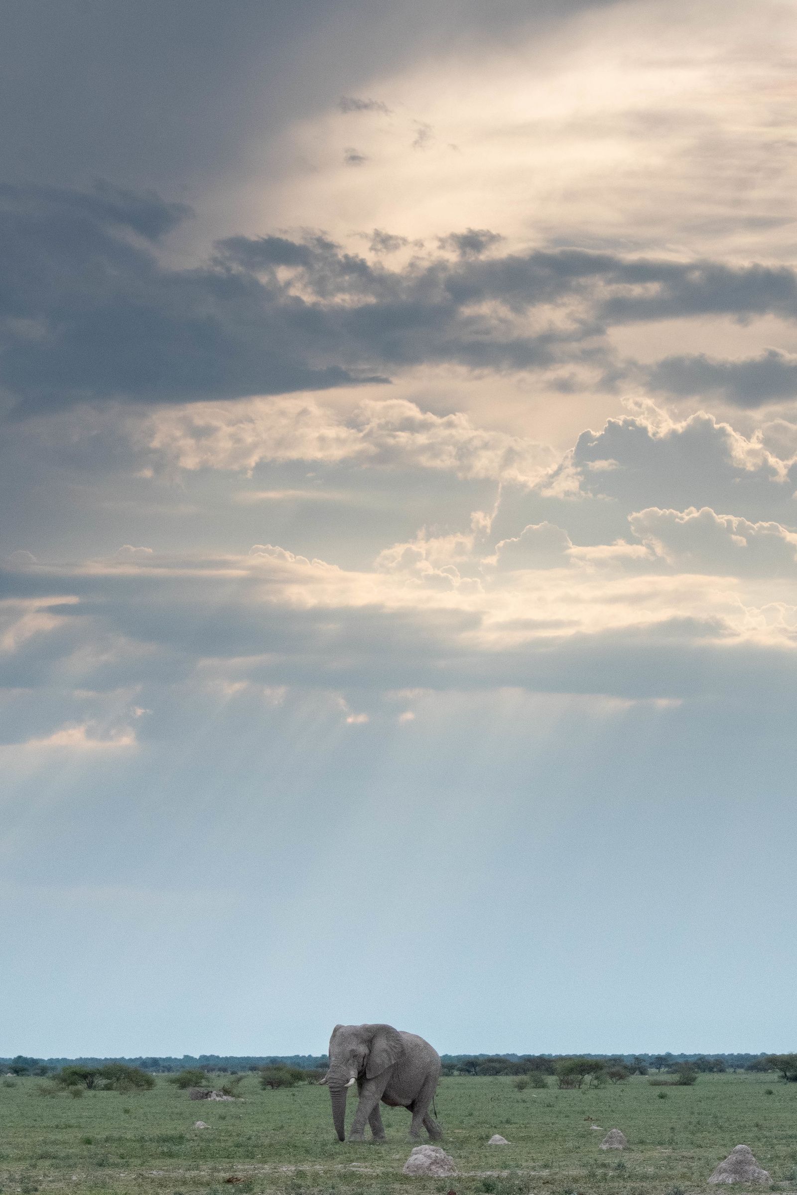 Elephant, Nxai Pan, Botswana (2019)