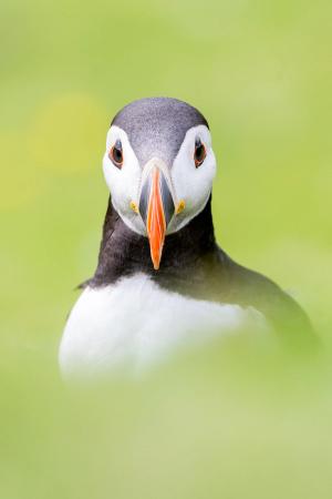 Shetland Isles