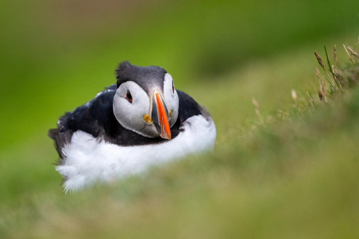 Puffin in Wind, Shetland Isles, UK (2021)