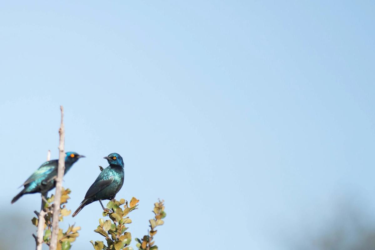 Glossy Starling, Hwange National Park, Zimbabwe (2014)