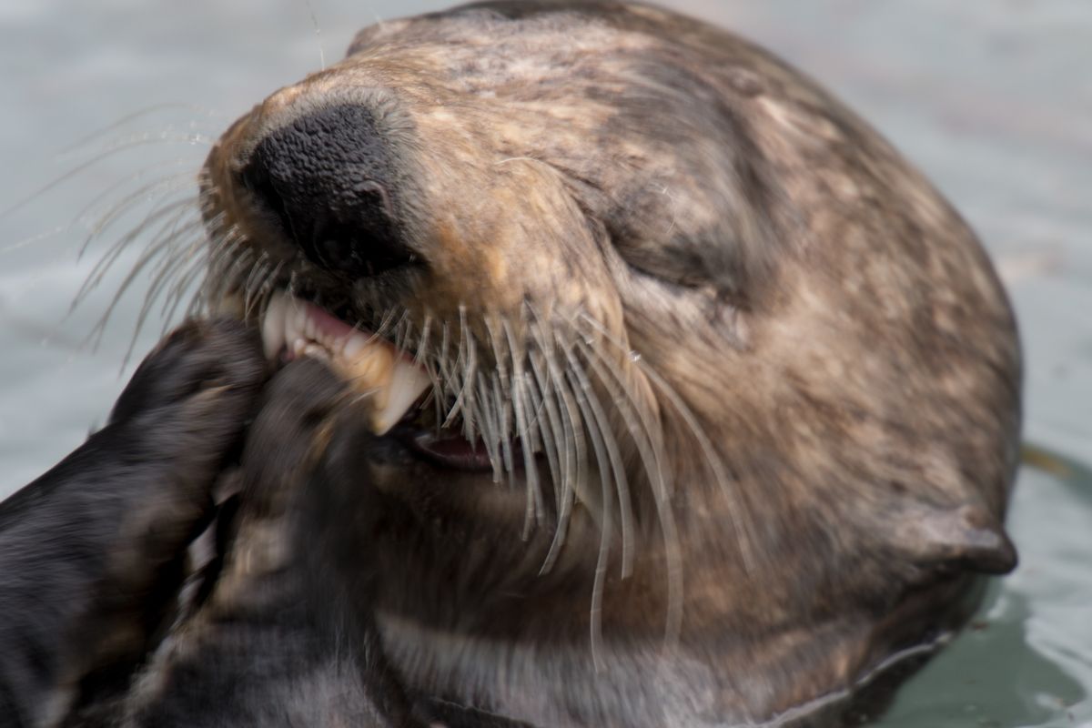 Sea Otter, Alaska, USA (2017)