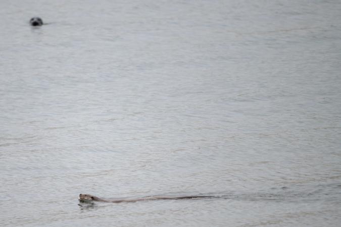 Otters (Isle of Mull)